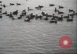 Image of wild ducks Toronto Ontario Canada, 1939, second 29 stock footage video 65675063633