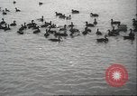 Image of wild ducks Toronto Ontario Canada, 1939, second 30 stock footage video 65675063633