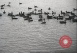 Image of wild ducks Toronto Ontario Canada, 1939, second 31 stock footage video 65675063633