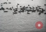 Image of wild ducks Toronto Ontario Canada, 1939, second 32 stock footage video 65675063633