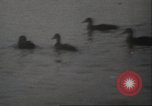 Image of wild ducks Toronto Ontario Canada, 1939, second 39 stock footage video 65675063633