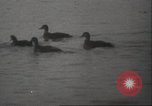 Image of wild ducks Toronto Ontario Canada, 1939, second 40 stock footage video 65675063633