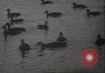 Image of wild ducks Toronto Ontario Canada, 1939, second 45 stock footage video 65675063633