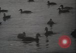Image of wild ducks Toronto Ontario Canada, 1939, second 46 stock footage video 65675063633