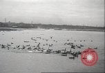 Image of wild ducks Toronto Ontario Canada, 1939, second 47 stock footage video 65675063633