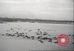 Image of wild ducks Toronto Ontario Canada, 1939, second 48 stock footage video 65675063633