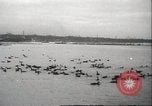 Image of wild ducks Toronto Ontario Canada, 1939, second 50 stock footage video 65675063633