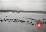 Image of wild ducks Toronto Ontario Canada, 1939, second 51 stock footage video 65675063633