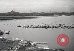 Image of wild ducks Toronto Ontario Canada, 1939, second 54 stock footage video 65675063633