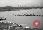 Image of wild ducks Toronto Ontario Canada, 1939, second 56 stock footage video 65675063633