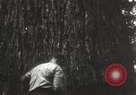 Image of Lumberman Aberdeen Washington USA, 1929, second 21 stock footage video 65675063699