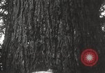 Image of Lumberman Aberdeen Washington USA, 1929, second 23 stock footage video 65675063699