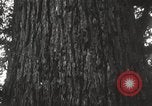 Image of Lumberman Aberdeen Washington USA, 1929, second 24 stock footage video 65675063699