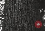 Image of Lumberman Aberdeen Washington USA, 1929, second 25 stock footage video 65675063699