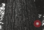 Image of Lumberman Aberdeen Washington USA, 1929, second 26 stock footage video 65675063699