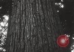 Image of Lumberman Aberdeen Washington USA, 1929, second 27 stock footage video 65675063699