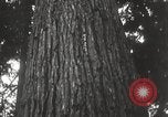 Image of Lumberman Aberdeen Washington USA, 1929, second 28 stock footage video 65675063699