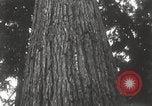 Image of Lumberman Aberdeen Washington USA, 1929, second 29 stock footage video 65675063699