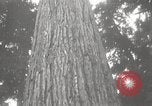 Image of Lumberman Aberdeen Washington USA, 1929, second 30 stock footage video 65675063699