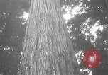Image of Lumberman Aberdeen Washington USA, 1929, second 31 stock footage video 65675063699
