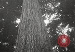 Image of Lumberman Aberdeen Washington USA, 1929, second 32 stock footage video 65675063699