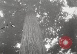 Image of Lumberman Aberdeen Washington USA, 1929, second 34 stock footage video 65675063699