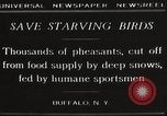 Image of nye of pheasants Buffalo New York USA, 1929, second 3 stock footage video 65675063700
