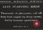 Image of nye of pheasants Buffalo New York USA, 1929, second 4 stock footage video 65675063700