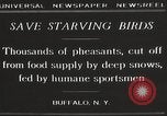 Image of nye of pheasants Buffalo New York USA, 1929, second 5 stock footage video 65675063700