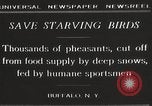 Image of nye of pheasants Buffalo New York USA, 1929, second 7 stock footage video 65675063700