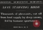 Image of nye of pheasants Buffalo New York USA, 1929, second 8 stock footage video 65675063700