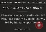 Image of nye of pheasants Buffalo New York USA, 1929, second 10 stock footage video 65675063700