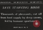 Image of nye of pheasants Buffalo New York USA, 1929, second 11 stock footage video 65675063700