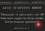 Image of nye of pheasants Buffalo New York USA, 1929, second 12 stock footage video 65675063700