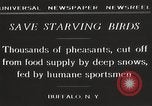 Image of nye of pheasants Buffalo New York USA, 1929, second 13 stock footage video 65675063700