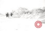 Image of nye of pheasants Buffalo New York USA, 1929, second 22 stock footage video 65675063700