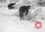 Image of nye of pheasants Buffalo New York USA, 1929, second 32 stock footage video 65675063700