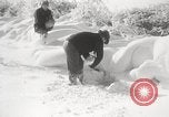Image of nye of pheasants Buffalo New York USA, 1929, second 35 stock footage video 65675063700