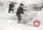 Image of nye of pheasants Buffalo New York USA, 1929, second 37 stock footage video 65675063700