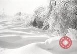 Image of nye of pheasants Buffalo New York USA, 1929, second 43 stock footage video 65675063700