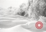 Image of nye of pheasants Buffalo New York USA, 1929, second 45 stock footage video 65675063700