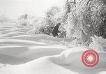 Image of nye of pheasants Buffalo New York USA, 1929, second 46 stock footage video 65675063700