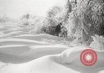 Image of nye of pheasants Buffalo New York USA, 1929, second 49 stock footage video 65675063700