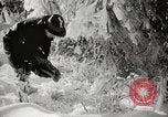 Image of nye of pheasants Buffalo New York USA, 1929, second 50 stock footage video 65675063700
