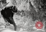 Image of nye of pheasants Buffalo New York USA, 1929, second 51 stock footage video 65675063700