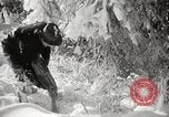Image of nye of pheasants Buffalo New York USA, 1929, second 52 stock footage video 65675063700