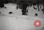 Image of nye of pheasants Buffalo New York USA, 1929, second 53 stock footage video 65675063700