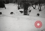 Image of nye of pheasants Buffalo New York USA, 1929, second 54 stock footage video 65675063700