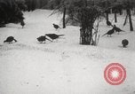 Image of nye of pheasants Buffalo New York USA, 1929, second 55 stock footage video 65675063700
