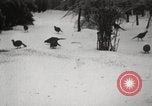 Image of nye of pheasants Buffalo New York USA, 1929, second 56 stock footage video 65675063700